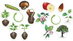 12 Pcs Giant Magnetic Plant Life Cycle Toys for Kids Educational Preschool Science Center Materials Plant Life Cycle for Kids Science Exploration Activities Learning Game Classroom Supplies