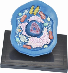 Animal Cellular Model Teaching Supplies Anatomical Model Biology Science Projects for Display
