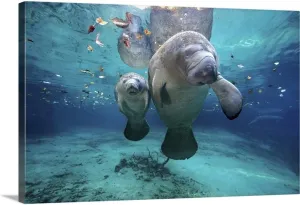 Jigsaw Puzzles 1000 Pieces for Adults Fish Puzzle Mom and Baby Manatee at Three Sisters Fun Puzzle Educational Family Game Toys Adults Home Decoration Colorful Puzzle