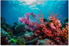 Jigsaw Puzzle 500 Pieces for Adults - Colourful Coral Scene Underwater Fish Divers Puzzle, Travel Puzzles Youth Children Home Decor Entertainment Fun Game Gift