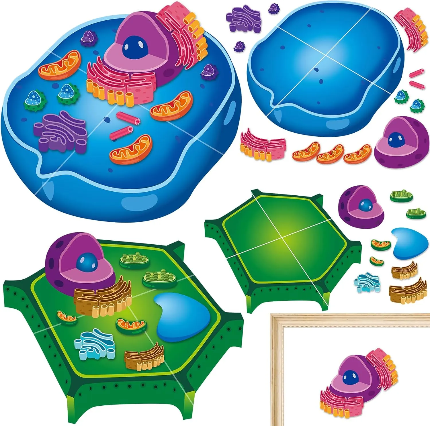 Magnetic Animal and Plant Cell Model Clearly Magnets Anatomy Science Models Educational Science Kits Back to School Biology Classroom Decor for Lab Decorations Teacher Must Haves Learning Teaching Aid