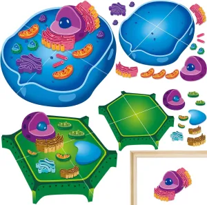 Magnetic Animal and Plant Cell Model Clearly Magnets Anatomy Science Models Educational Science Kits Back to School Biology Classroom Decor for Lab Decorations Teacher Must Haves Learning Teaching Aid