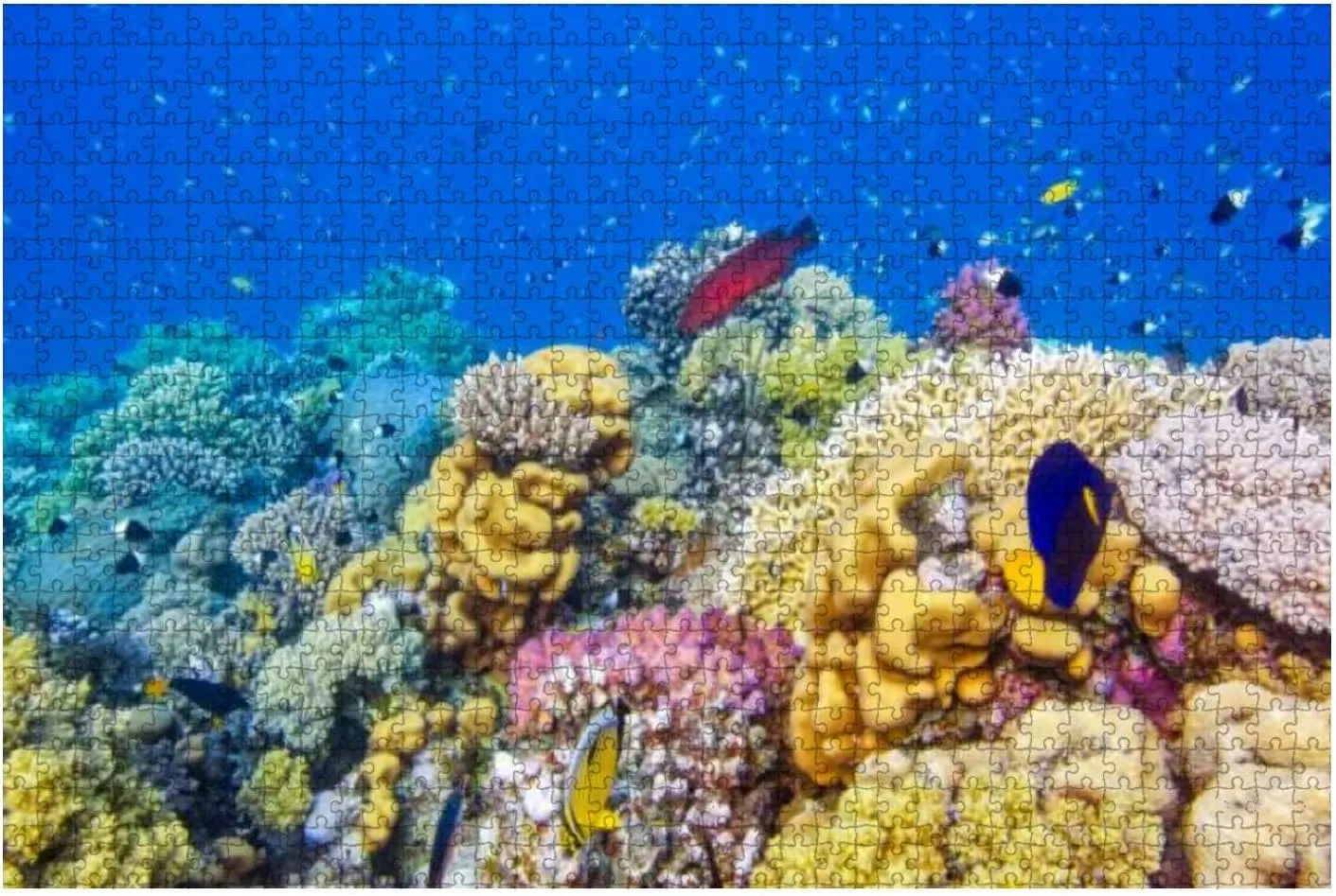Puzzles for Adults 500 Pieces Sea Life Beautiful Coral Reef Lot Tropical Fish Red Sea Marsa Alam -Jigsaw Puzzle for Adults Challenging Puzzle Perfect for Game Nights