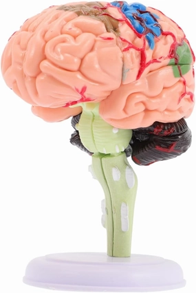 Teaching Model Brain Anatomy Human Brain Model Kit PVC Educational Tool for Boys and Girls