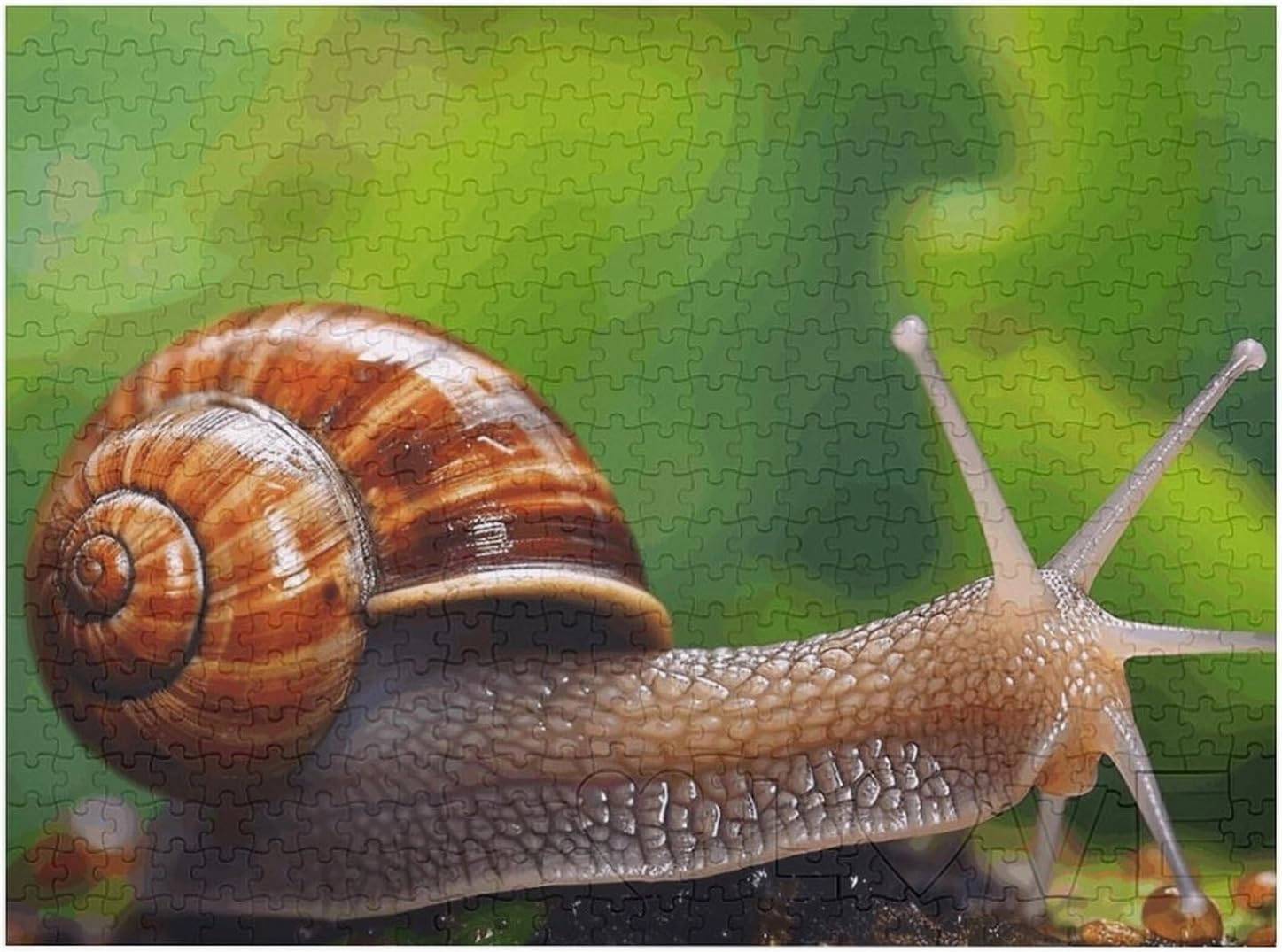 Wildlife Animal Snail Puzzles 520 Pieces Personalized Jigsaw Puzzles Wildlife Animal Snail Photo Puzzle Challenging Picture Puzzle for Adults Personaliz Jigsaw with Storage Bag (20.5" X 15")
