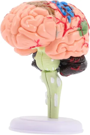 Yardwe Brain Anatomy Model Teaching Model for Human Body Model for Science Education and Classroom Display Easy to Use Anatomically Accurate